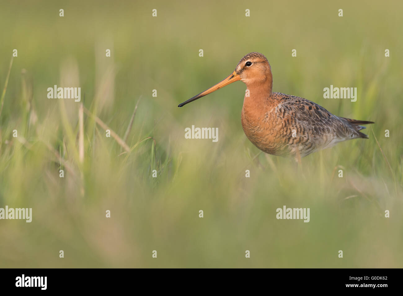 Black-tailed godwit from Germany Stock Photo