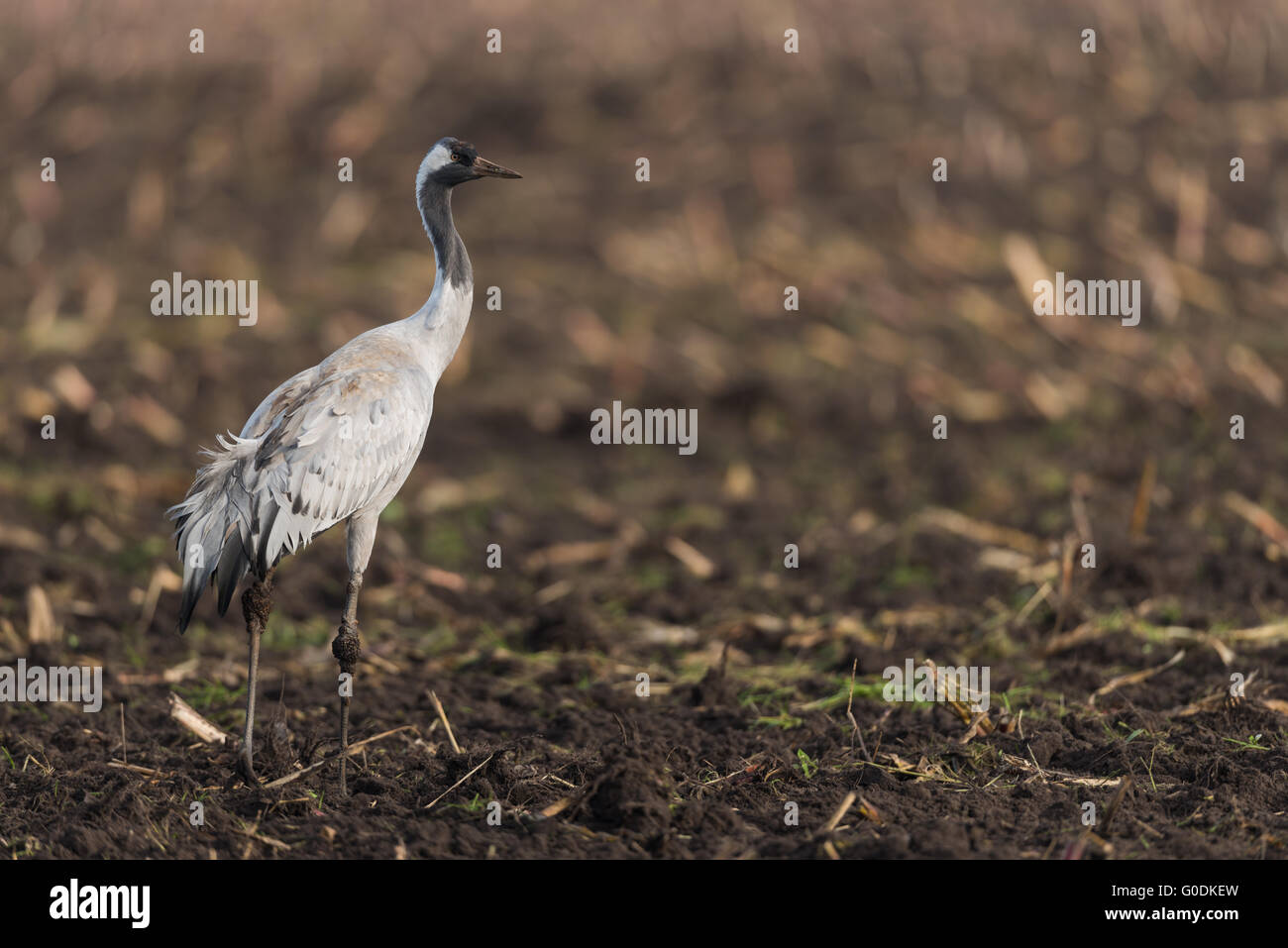 Common crane from Germany Stock Photo