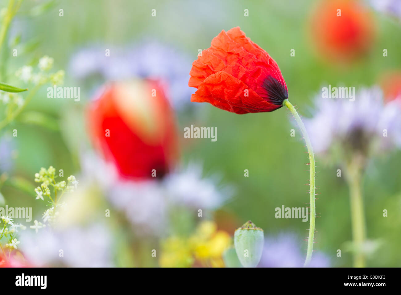 Papaver rhoeas from Germany Stock Photo