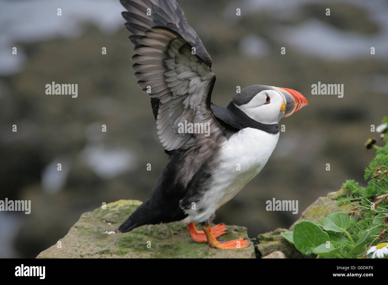 puffin Stock Photo
