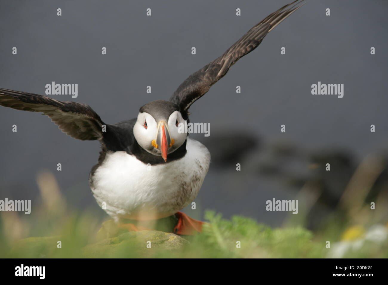 puffin Stock Photo
