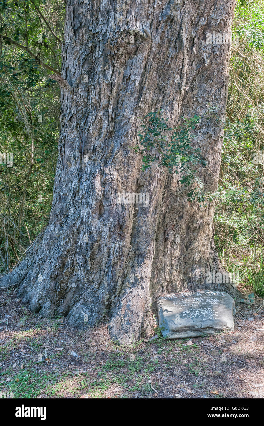 NATURES VALLEY, SOUTH AFRICA - MARCH 2, 2016: A poem on a flat rock at the foot of a huge yellowwood tree next to the main road Stock Photo