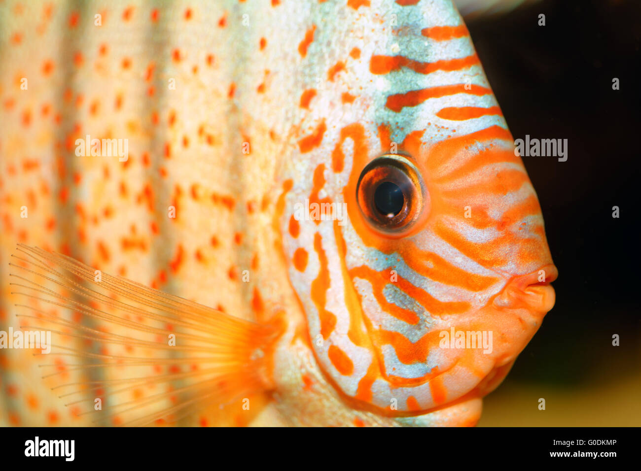 Discus fish portrait Stock Photo Alamy
