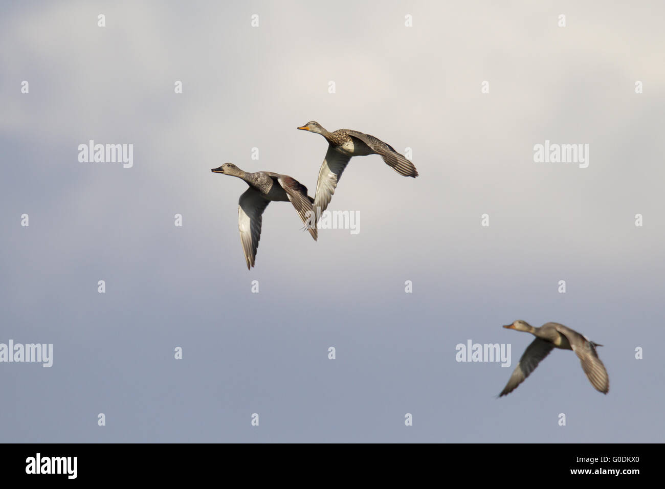 Gadwall form after breeding season small flocks Stock Photo