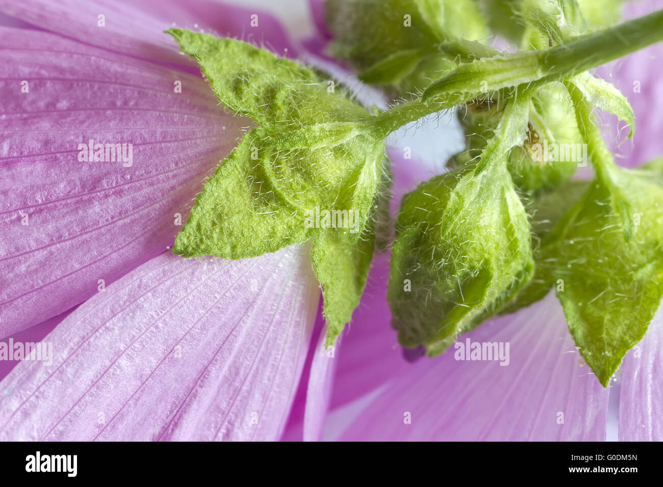 Musk-Mallow, blossom with sepals Stock Photo