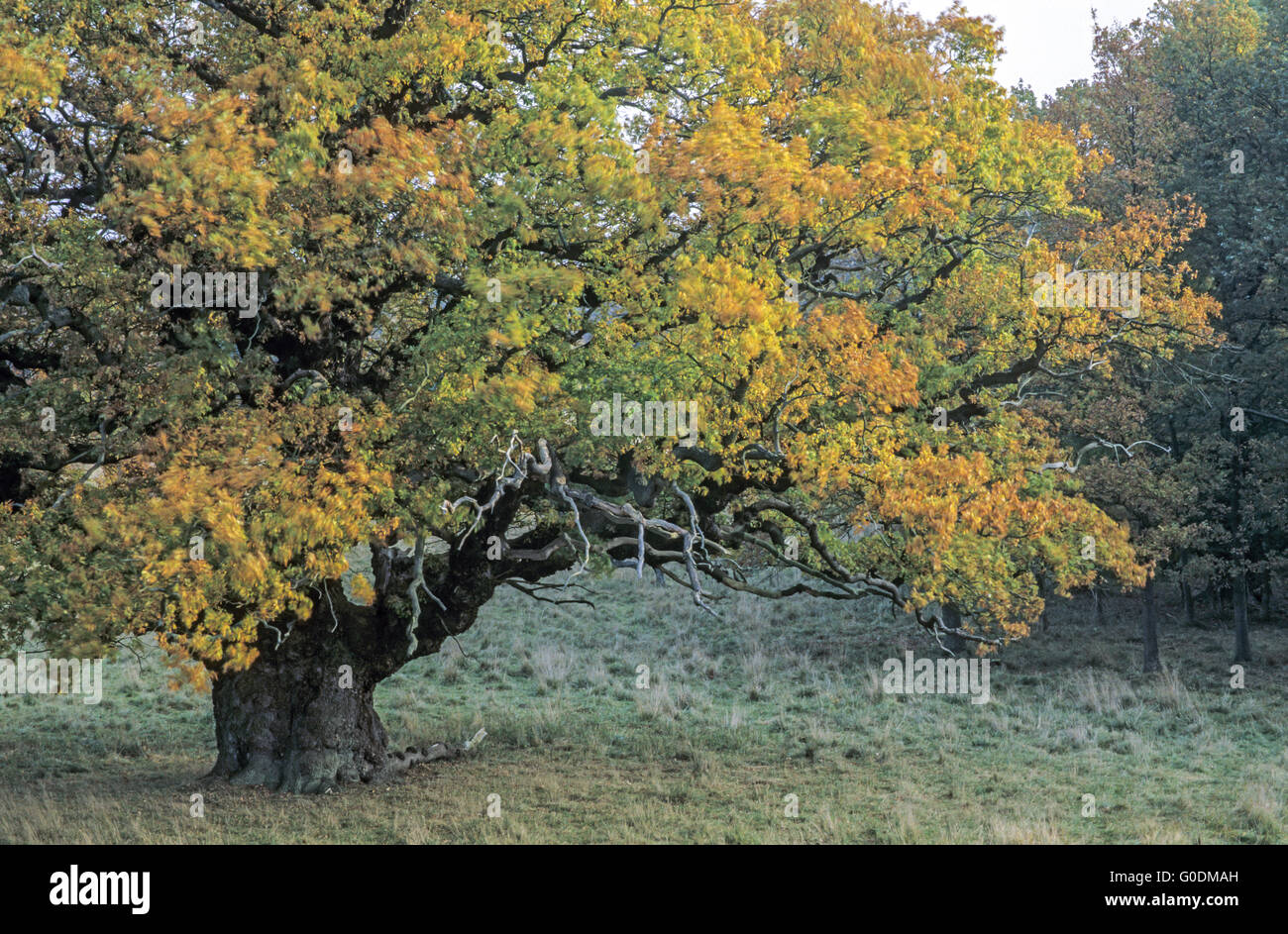 Pedunculate Oak is a longlived tree Stock Photo Alamy