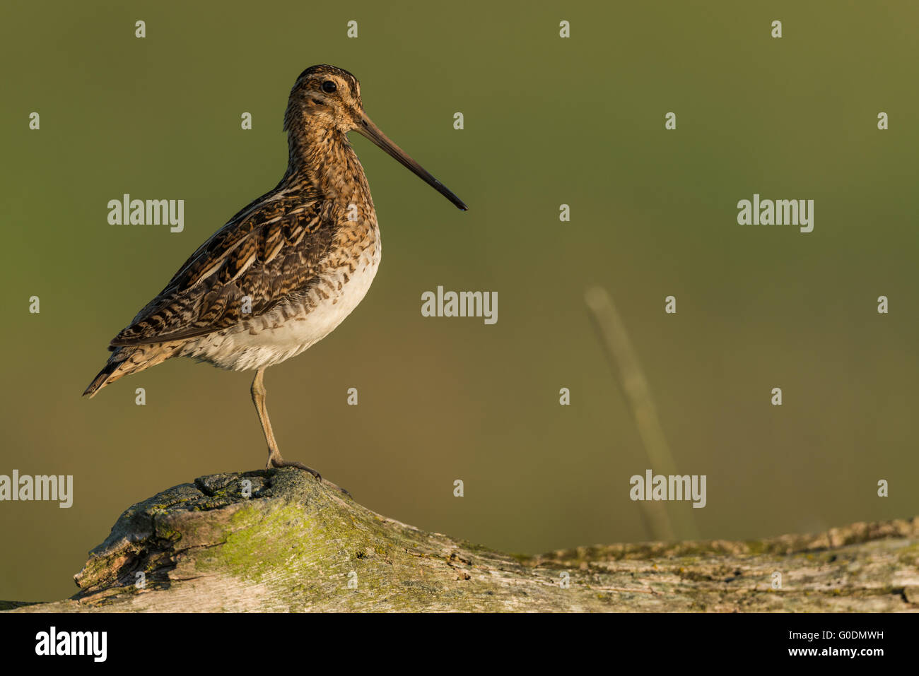 Common snipe Germany Stock Photo