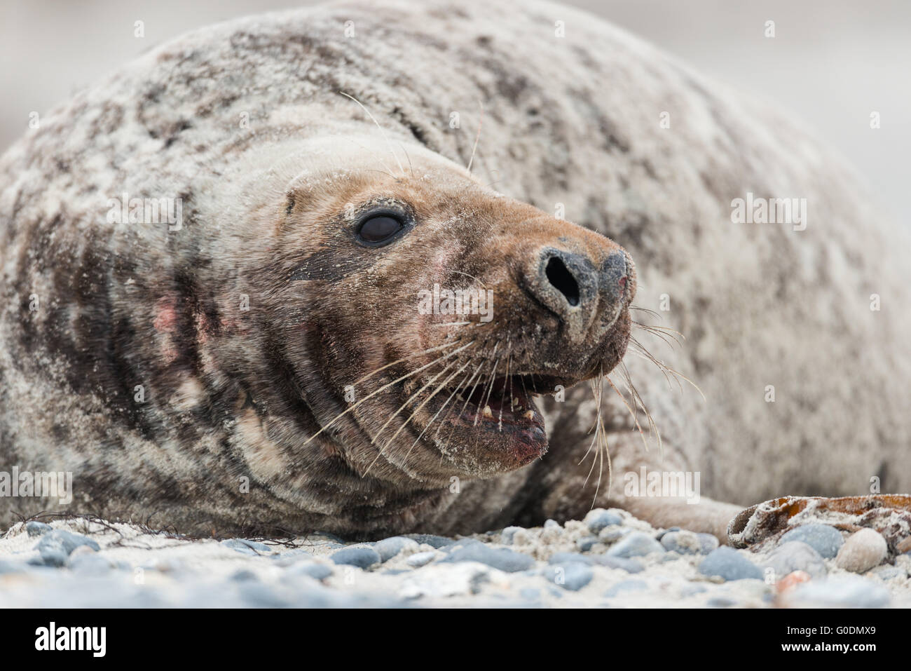Grey seal in Germany Stock Photo Alamy