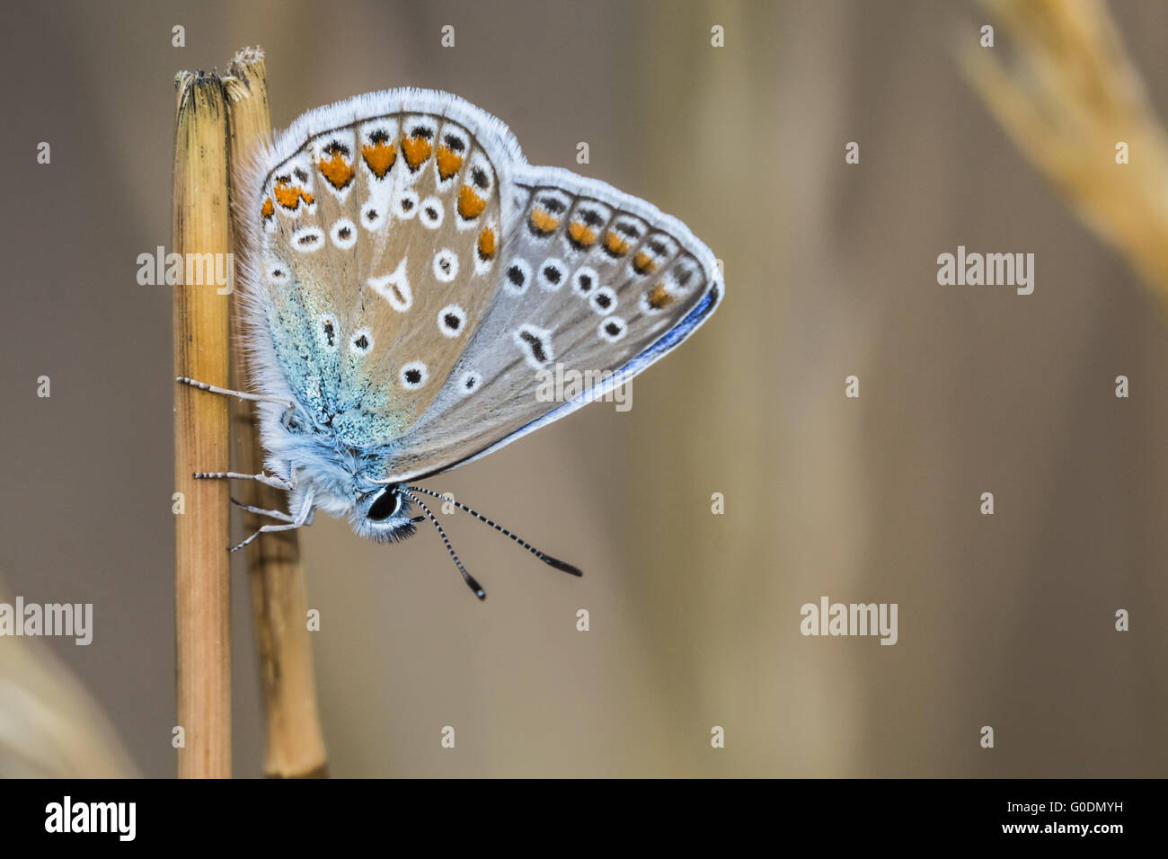 Gossamer-winged butterfly Polyommatus icarus) Stock Photo