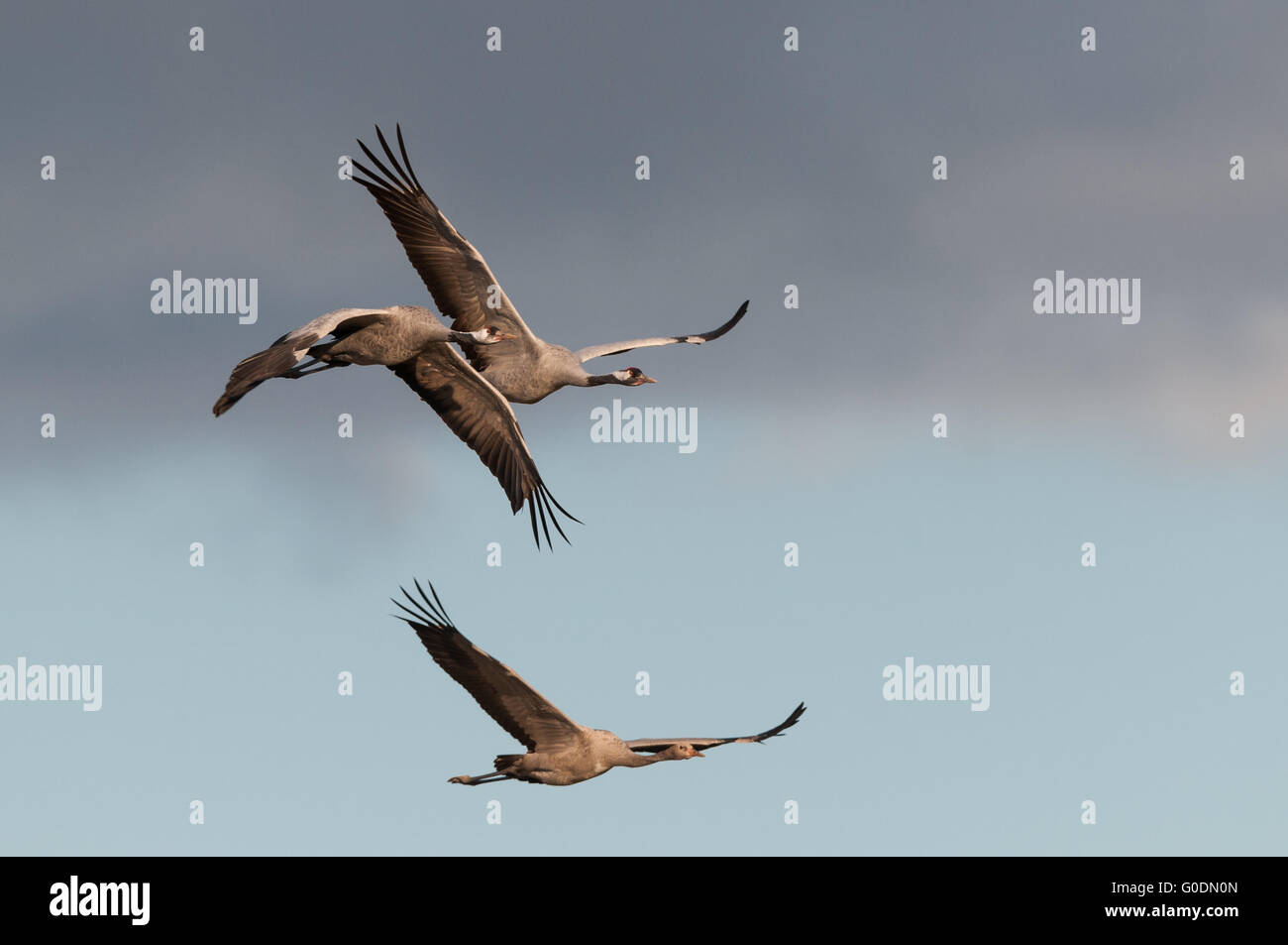 Common cranes in Germany Stock Photo