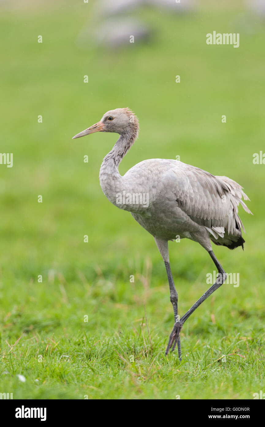 Common crane in Germany Stock Photo