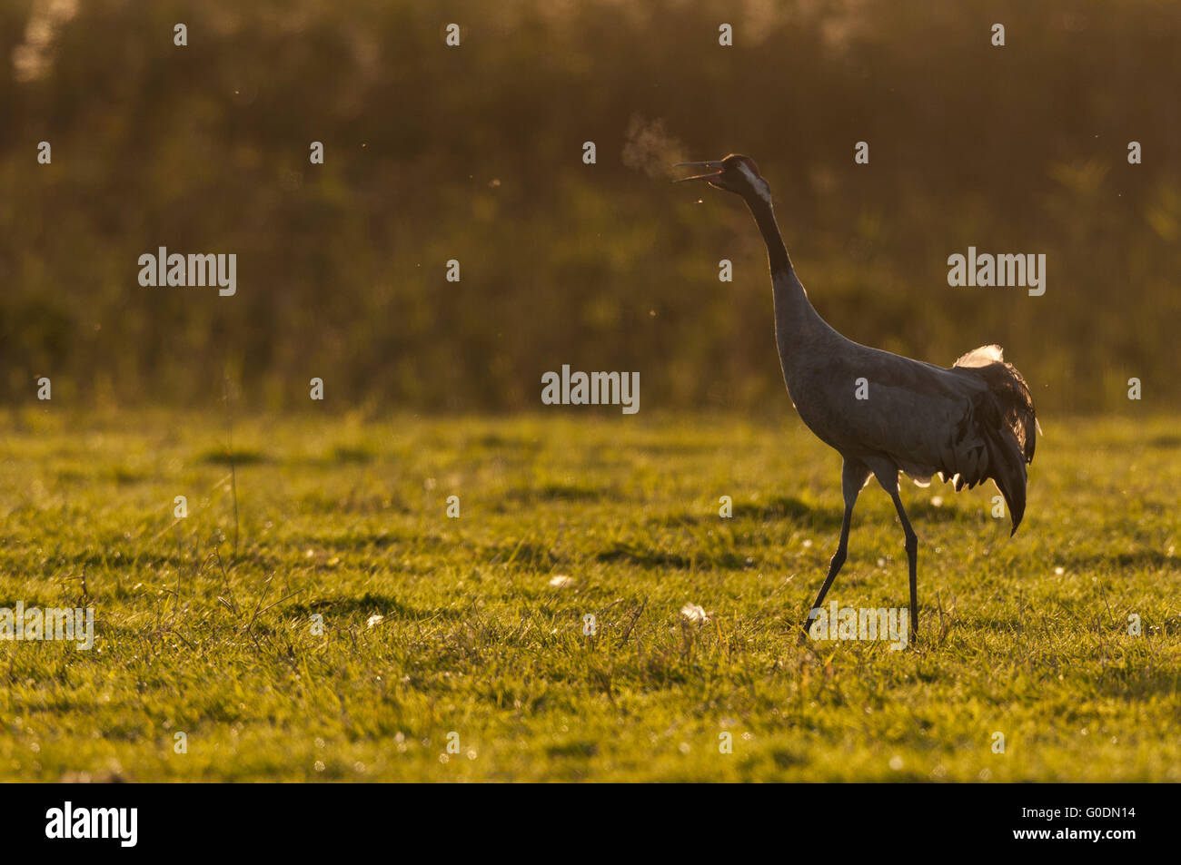 Common crane in Germany Stock Photo - Alamy