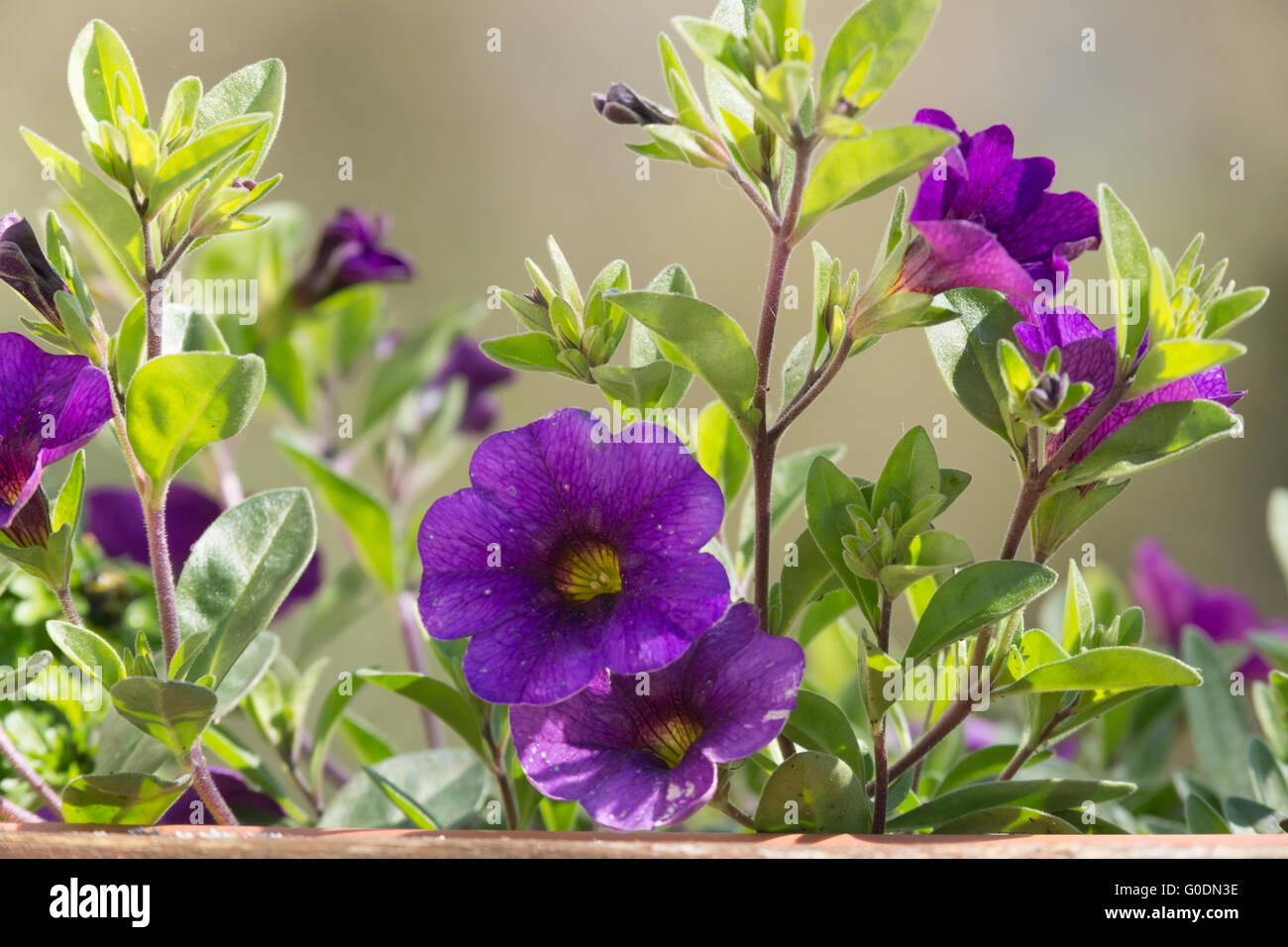 Purple begonias Stock Photo, Royalty Free Image: 103564146 - Alamy