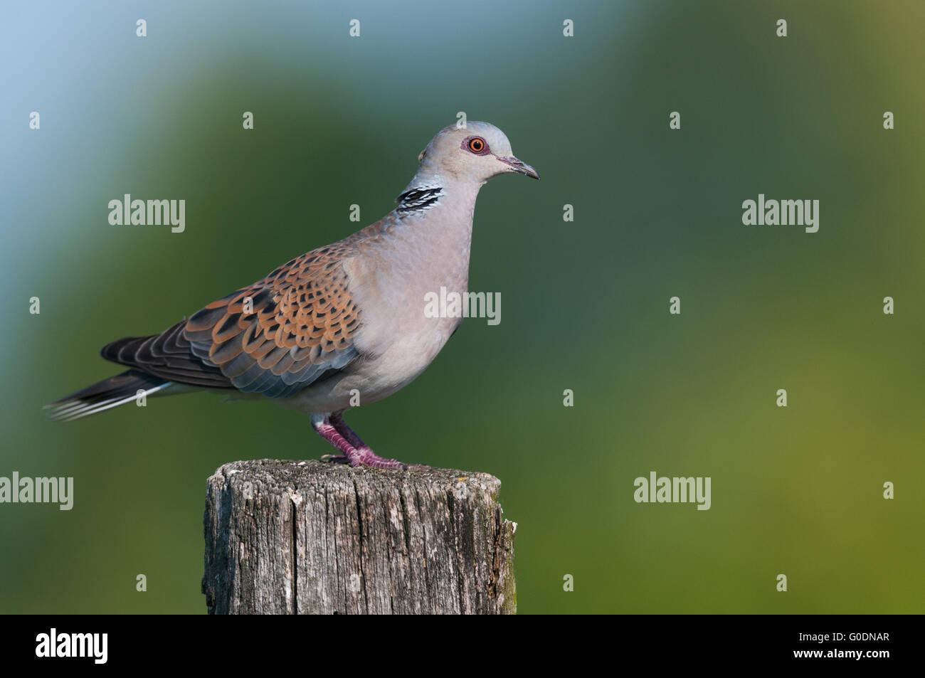 European turtle dove -Lake Neusiedl, Austria- Stock Photo