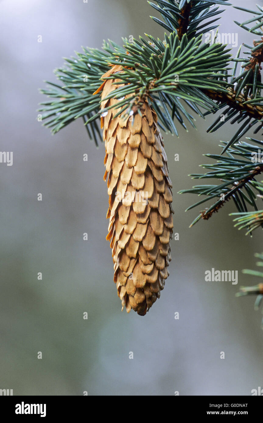 Norway Spruce is widely planted for its wood Stock Photo