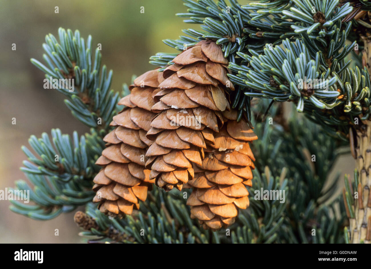 White Spruce can live for a several hundred years Stock Photo