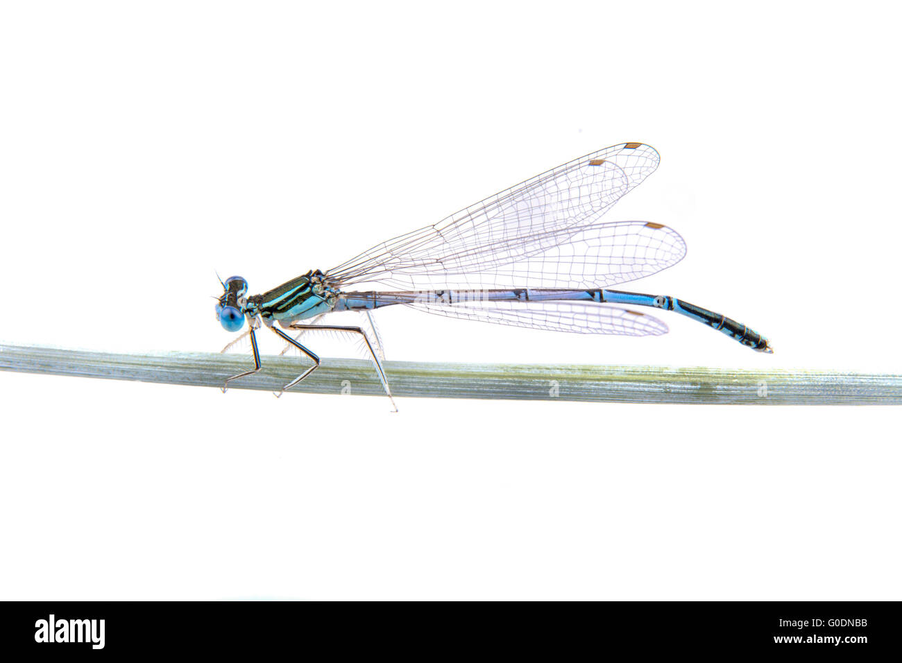 Blue dragonfly sitting on a straw on a white background Stock Photo