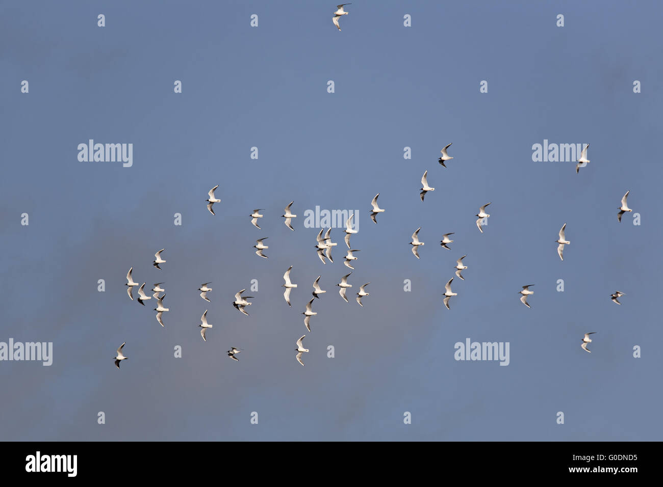 Swarm of Black-headed Gulls by storm in interior Stock Photo