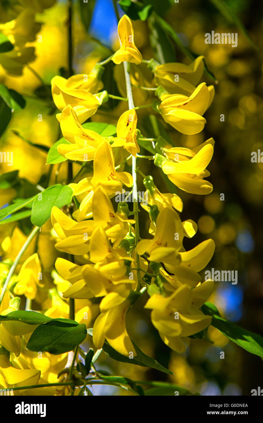 Indian laburnum tree hi-res stock photography and images - Alamy
