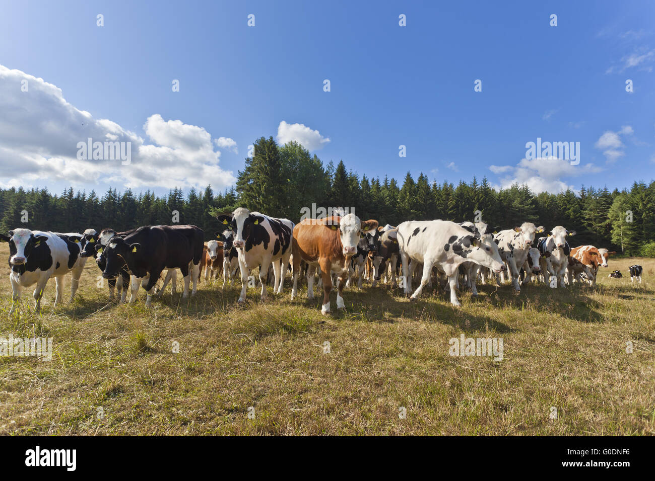 cow herd Stock Photo