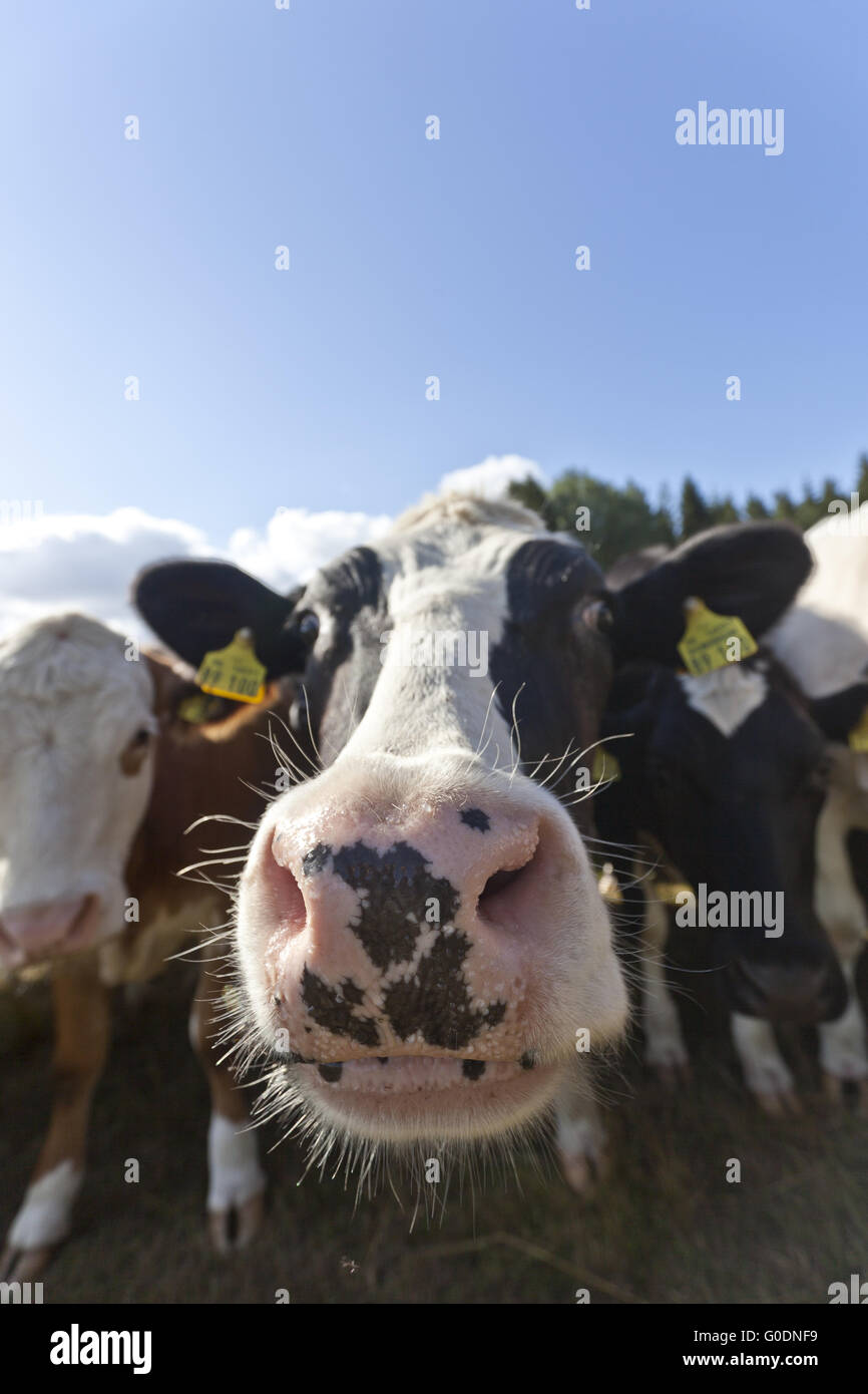 Cow nose Stock Photo