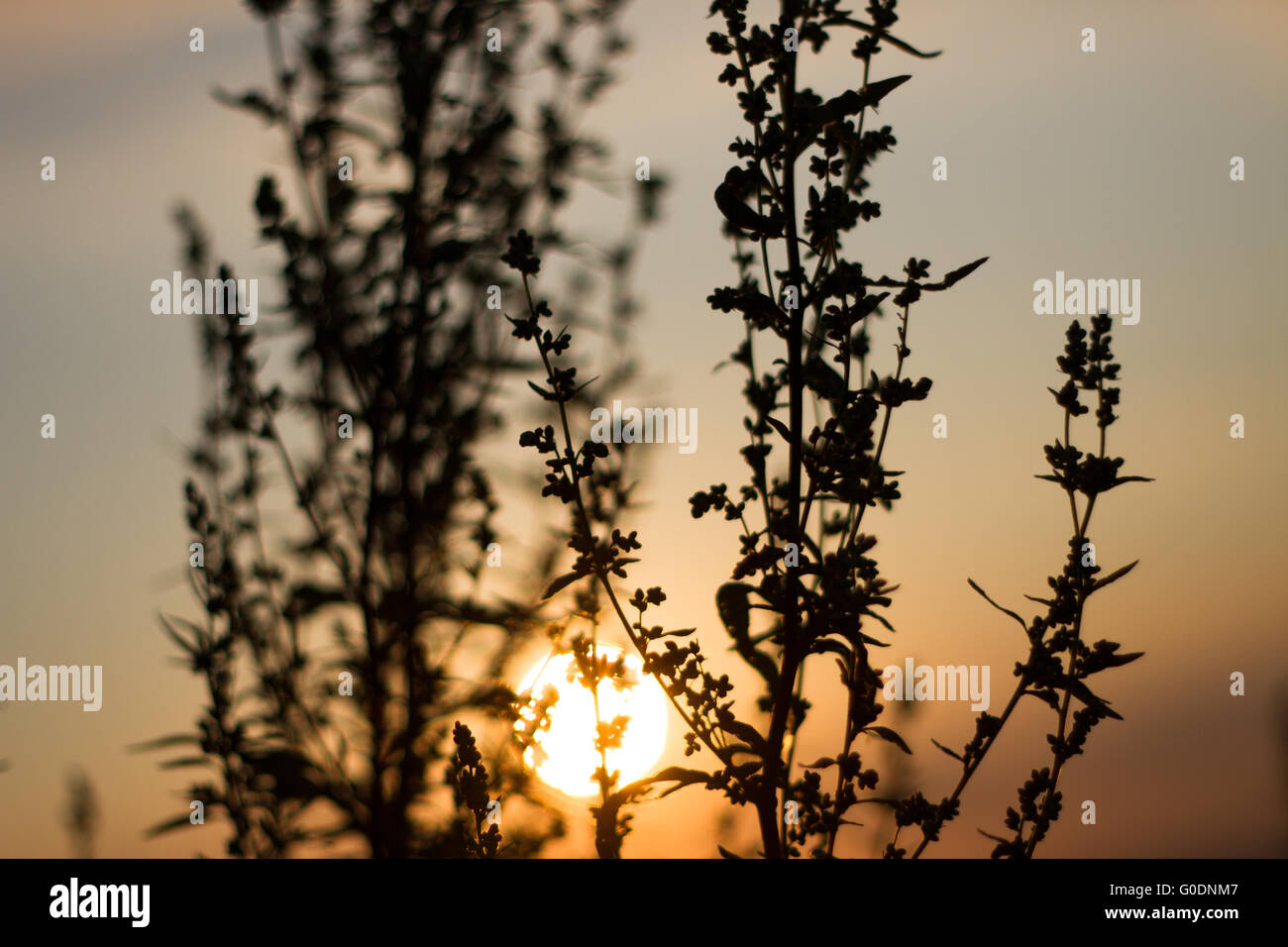 Sepia effect evening sun contours field plants Stock Photo