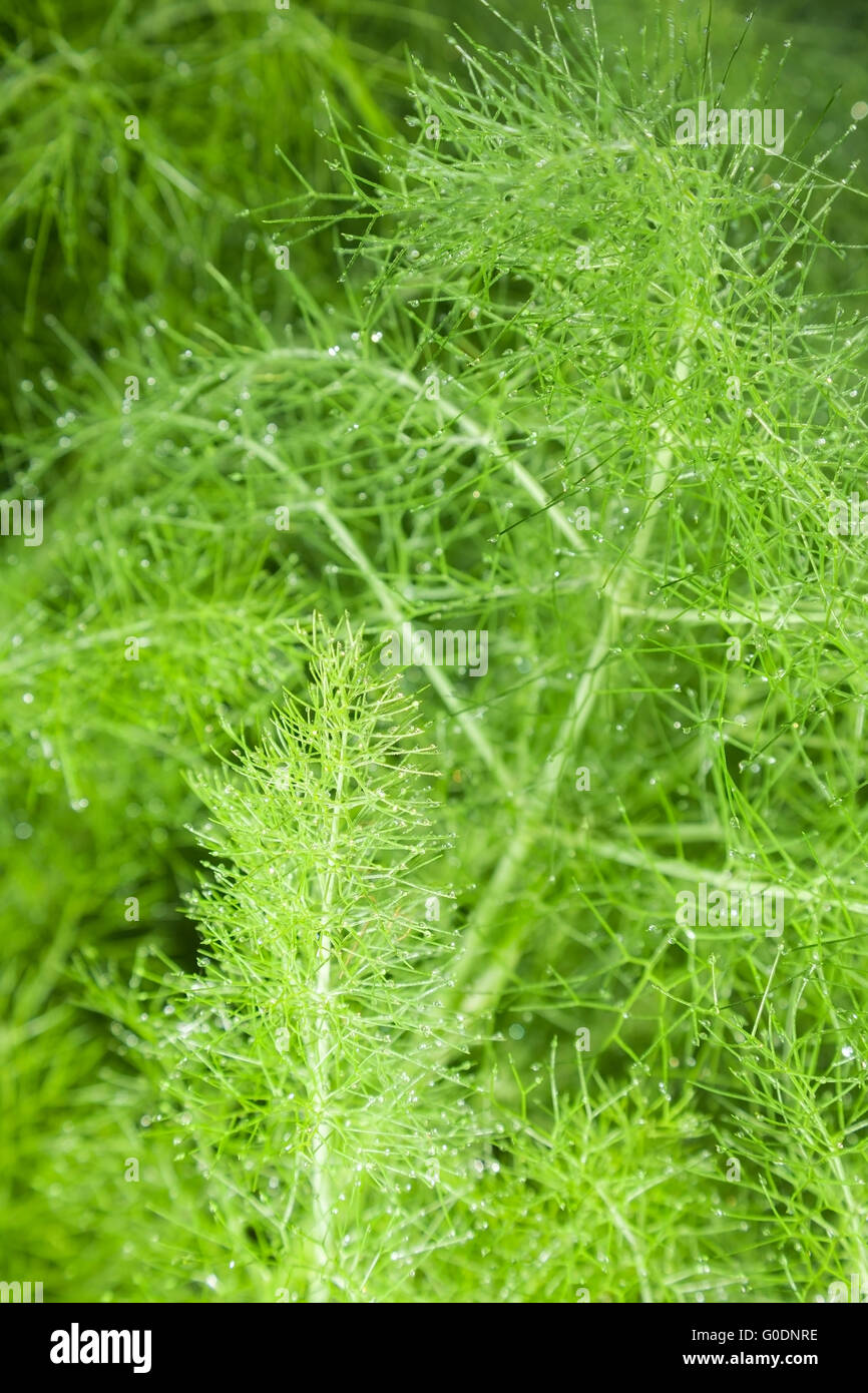 beautiful feathery green leaves of fennel. abstract background Stock