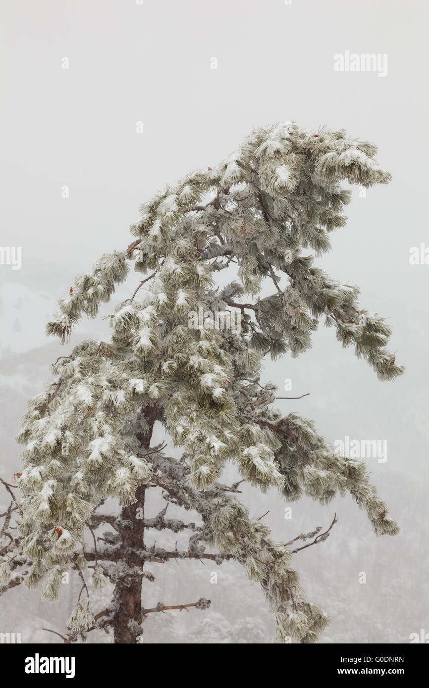Pine tree in the fog hi-res stock photography and images - Alamy