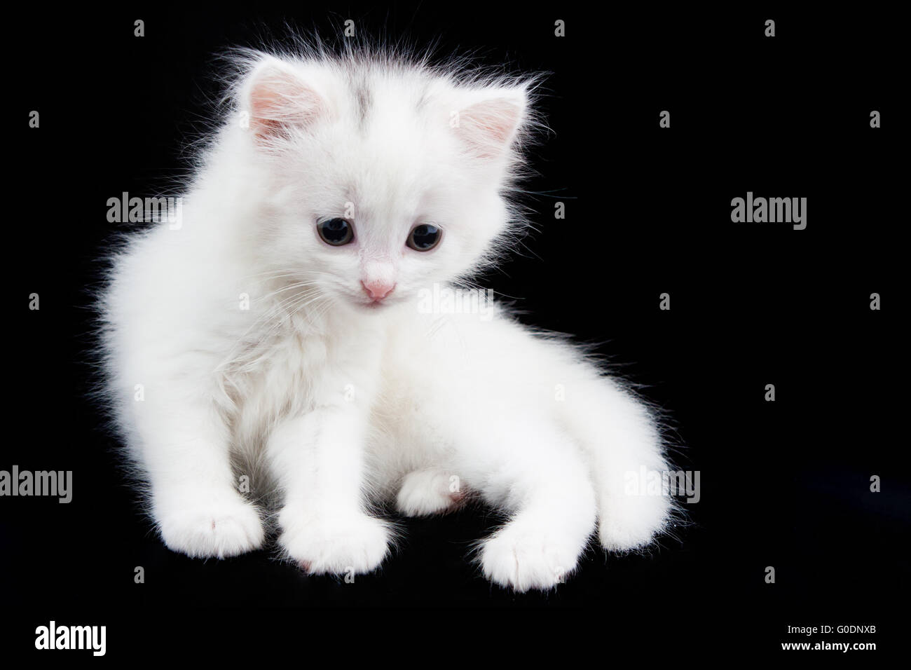 Kitte Ls Top Bright White