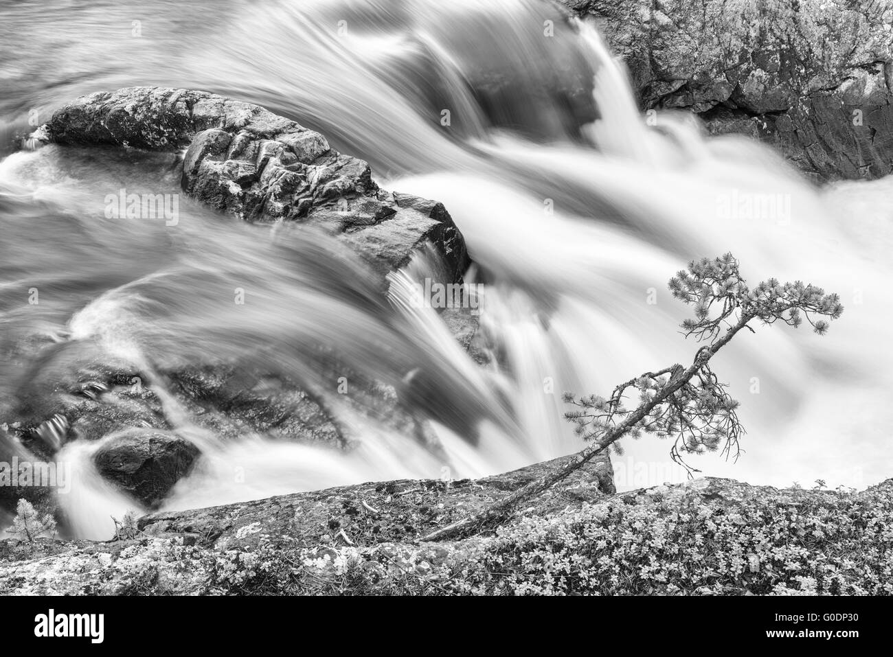 rapids in a stream, Lapland, Sweden Stock Photo