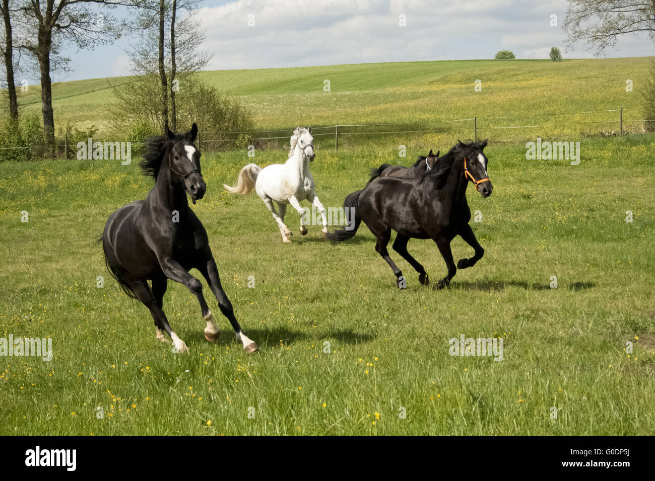 Horses run free on pasture Stock Photo Alamy