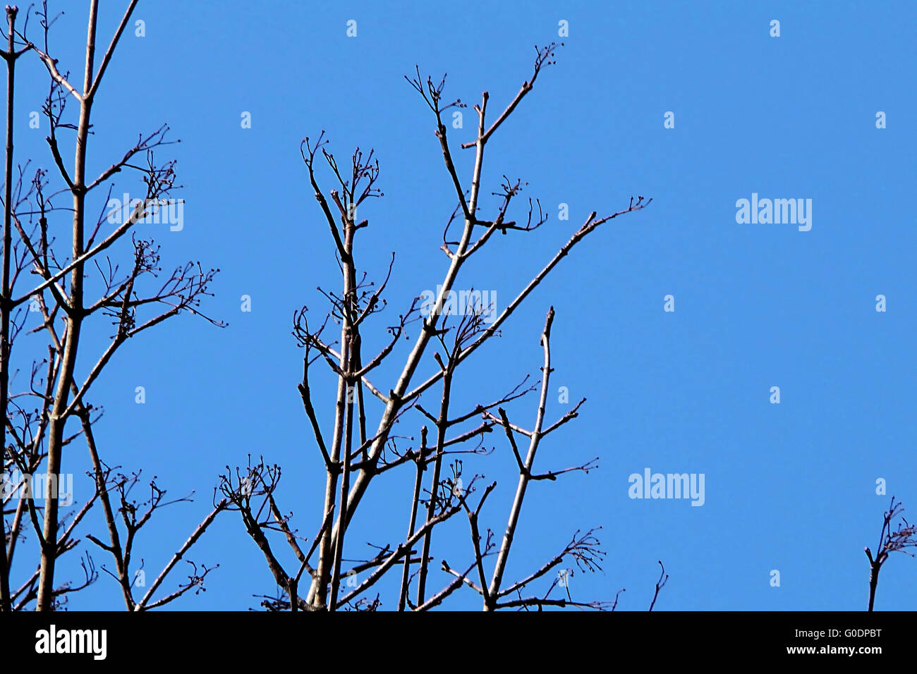 Spring tree branches illuminated by the sun against the dark blue sky ...