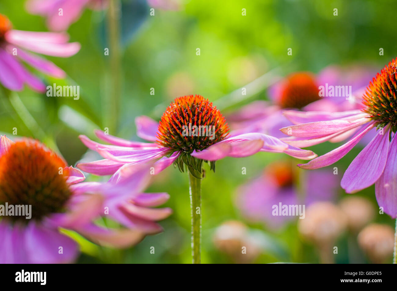 Summergarden beauty Stock Photo