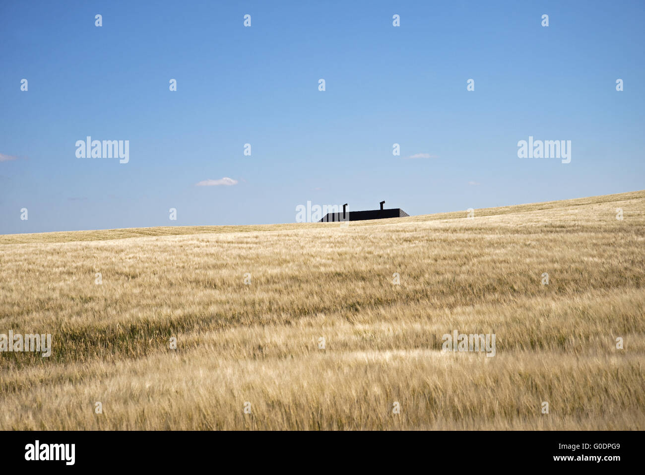 Farmhouse surrounded by wheat Stock Photo