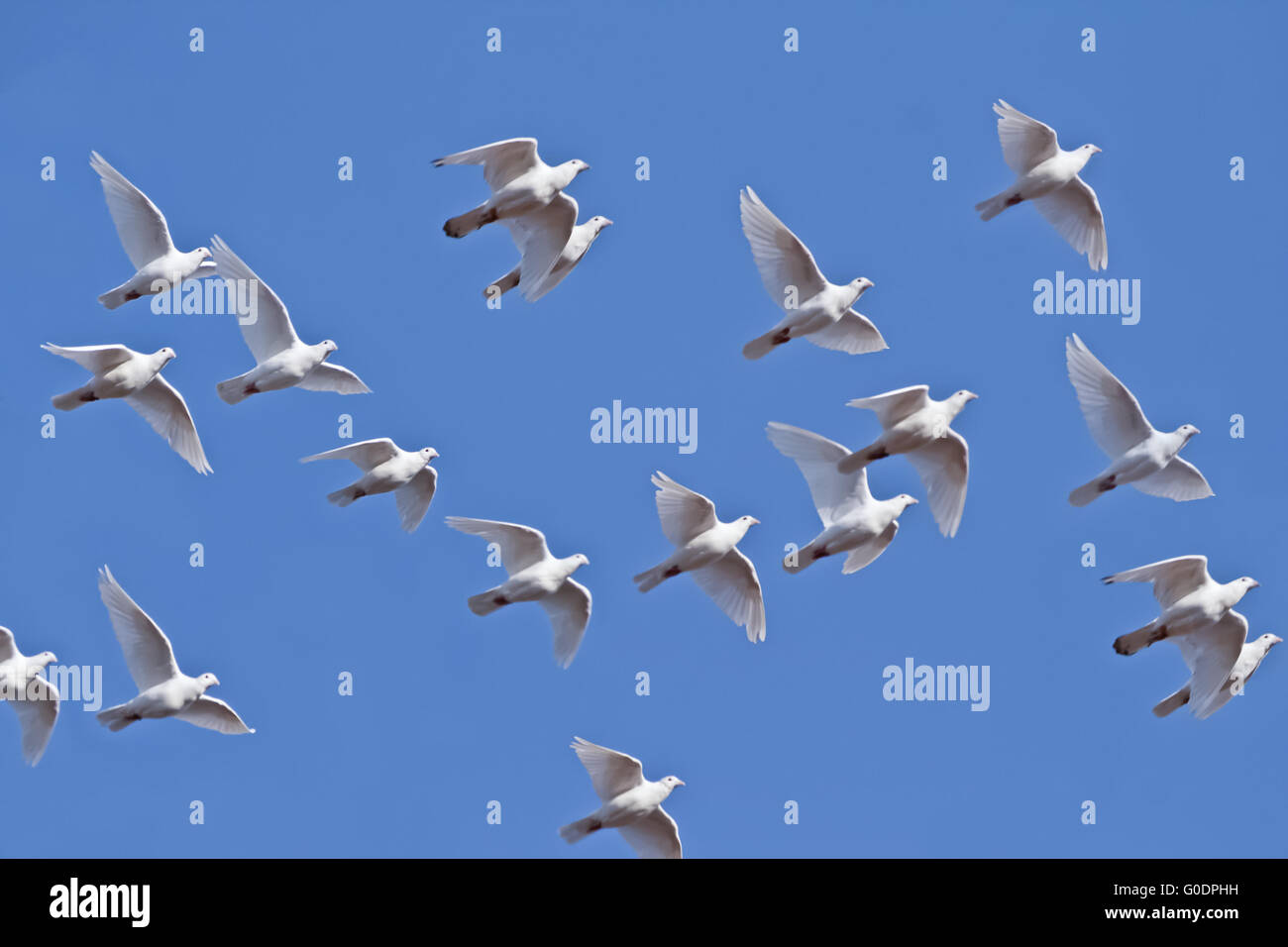White Pigeons Flying Stock Photo Alamy