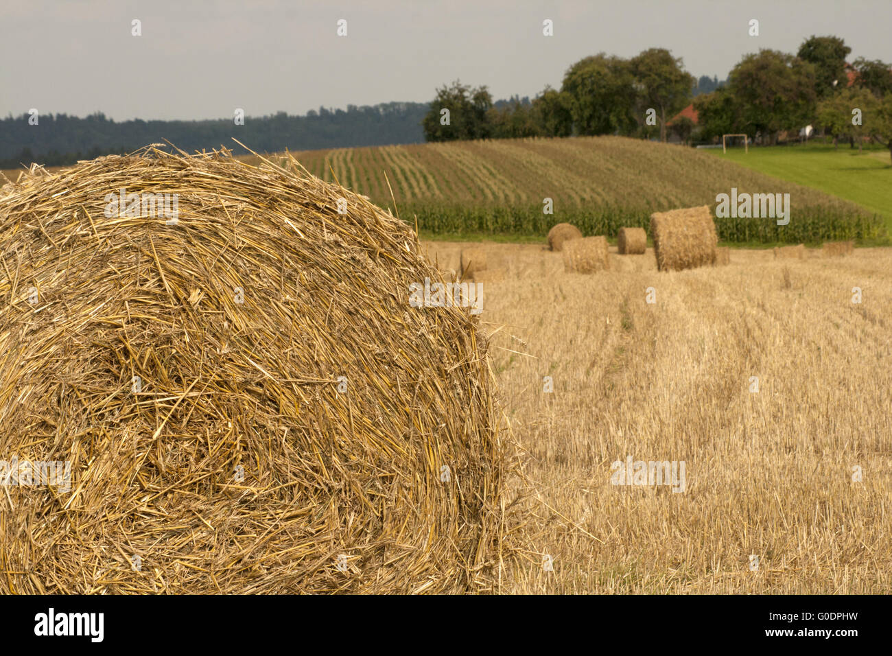 Bales of straw on field background image Stock Photo - Alamy