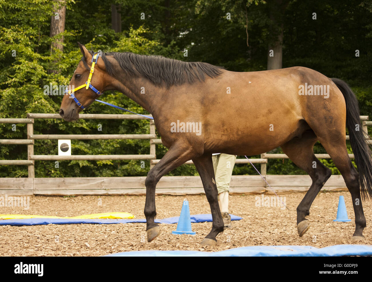 Horse lunging Stock Photo