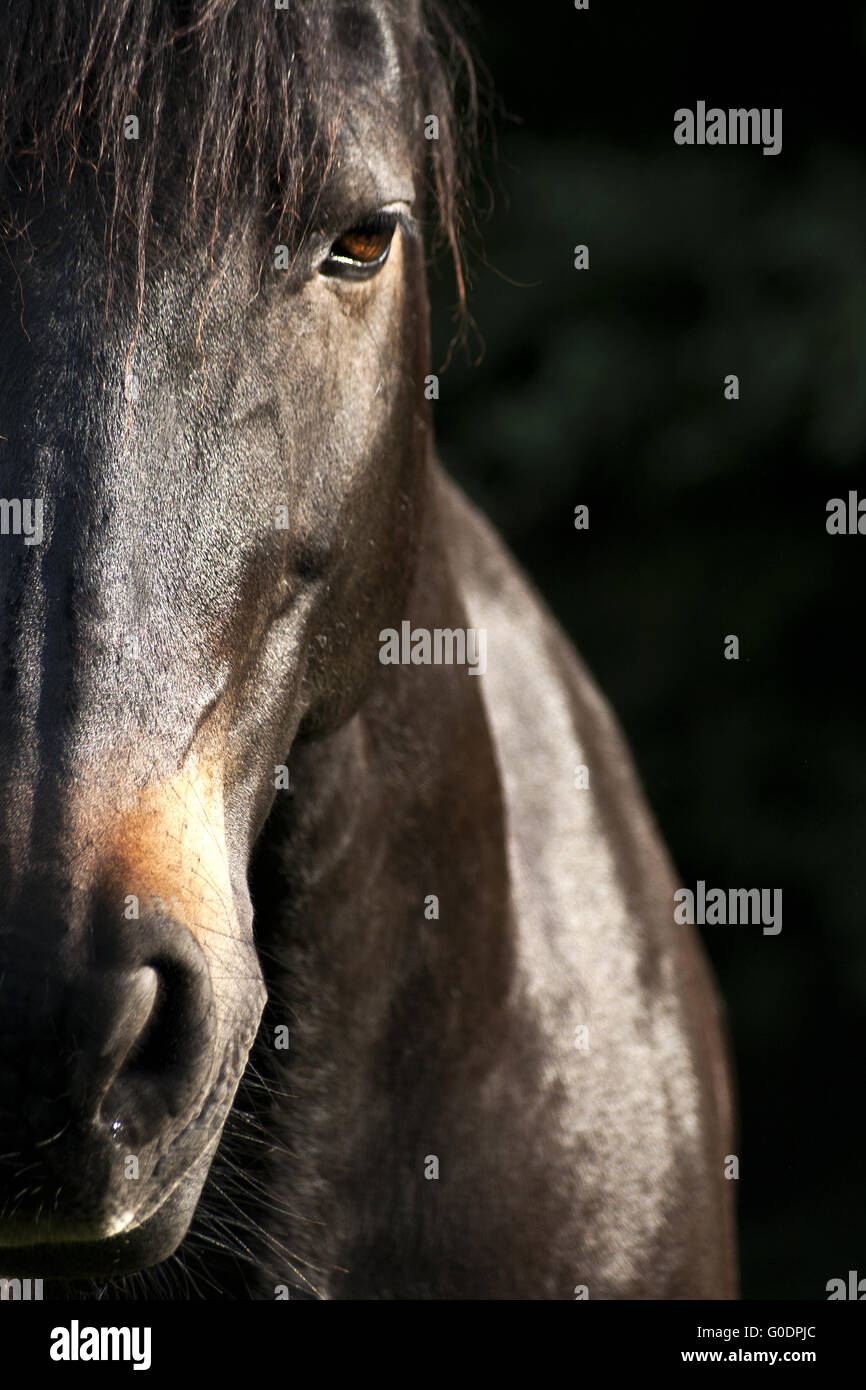 Horse face close up hi-res stock photography and images - Alamy