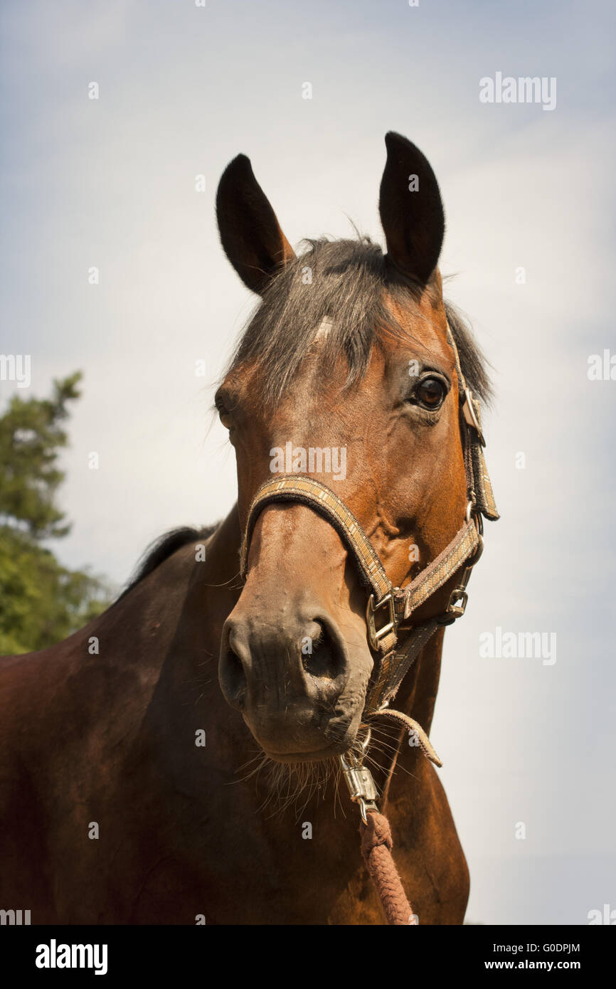Horse rider portrait hi-res stock photography and images - Alamy