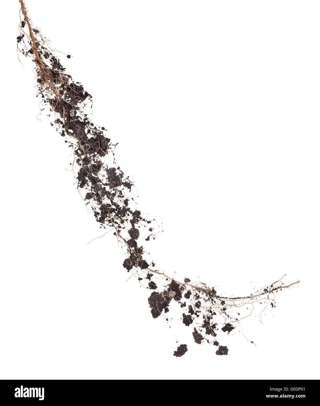 Whole tree and roots hires stock photography and images Alamy