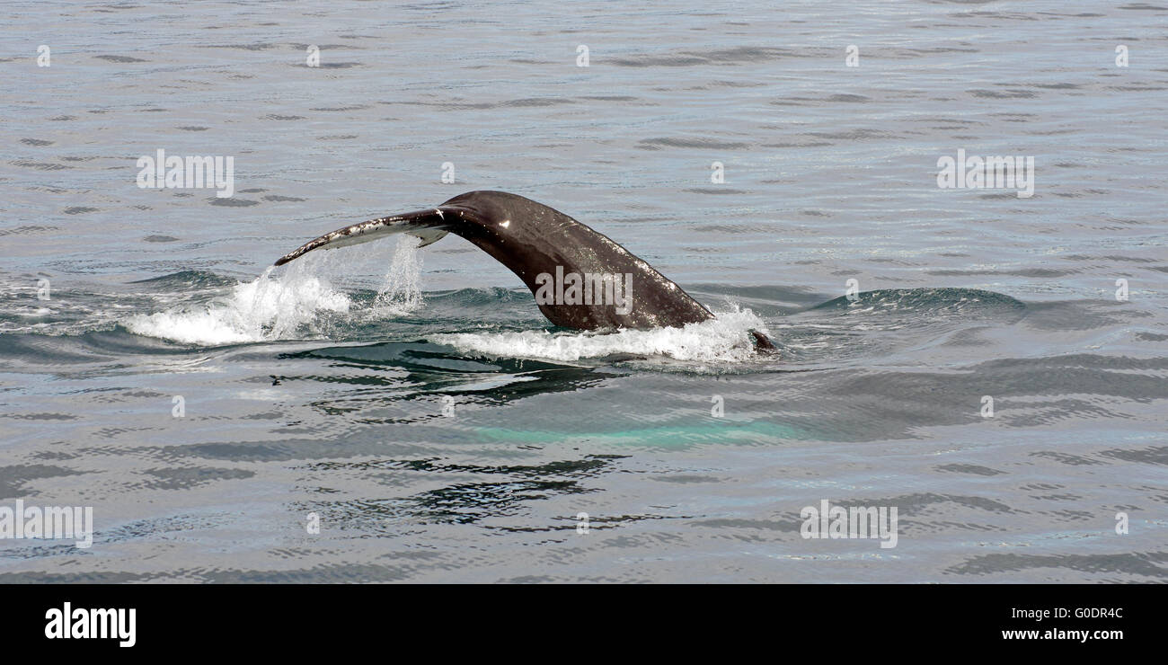 diving humpback whale Stock Photo