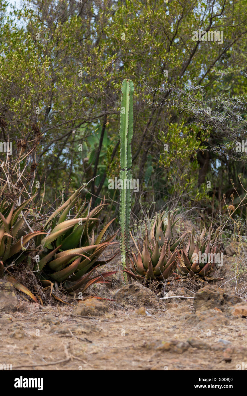 Young Candelabra Tree surrounded by aloe vera plants Stock Photo Alamy