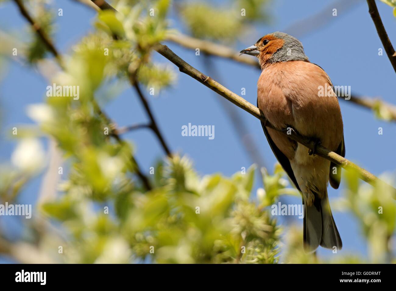 Common chaffinch Stock Photo