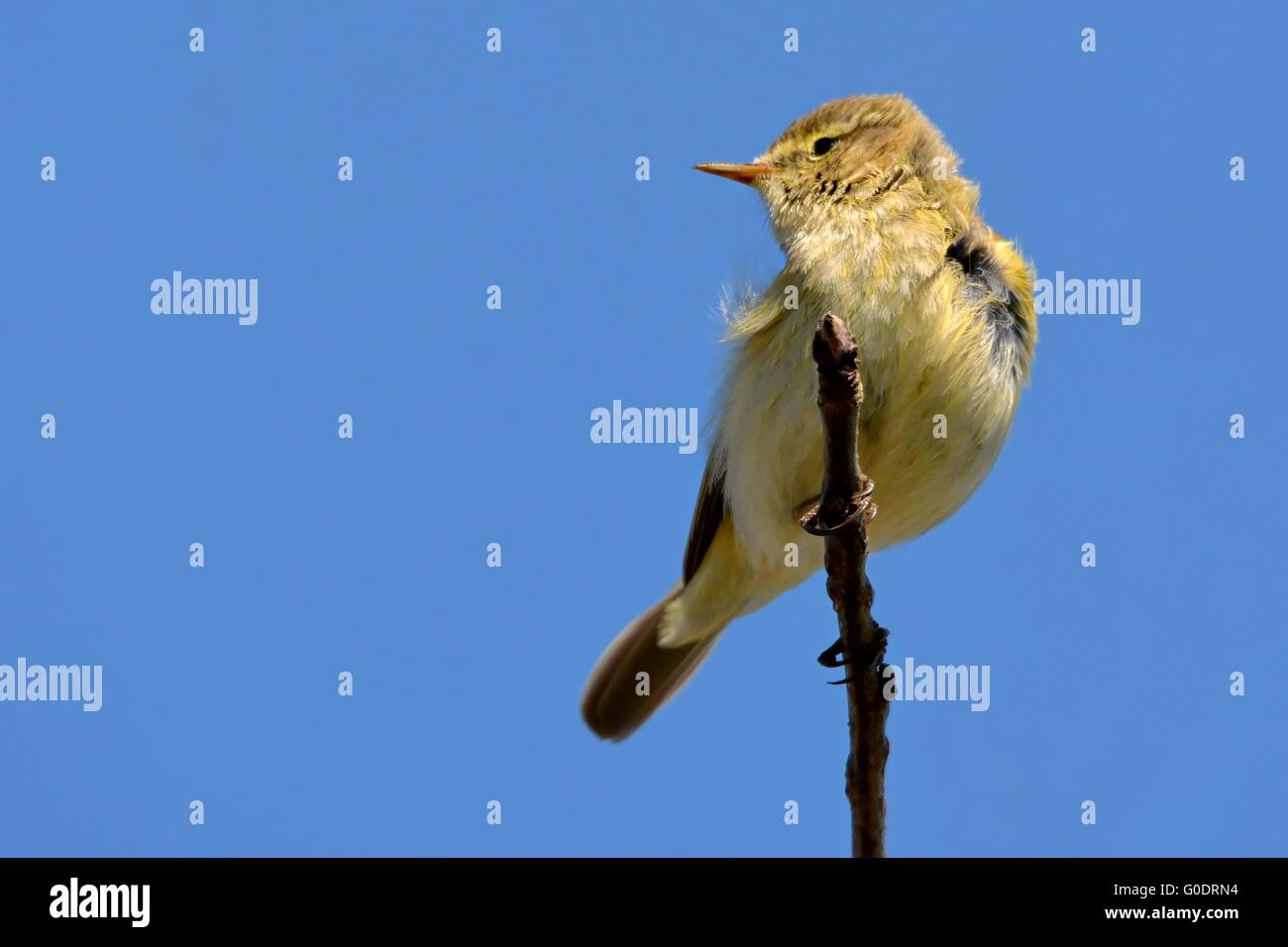 chiffchaff on a branch Stock Photo