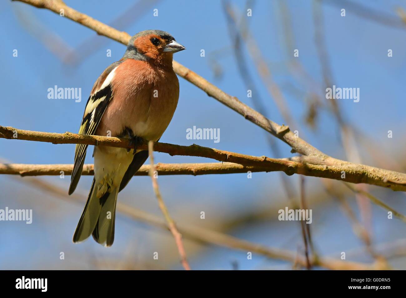 common chaffinch Stock Photo