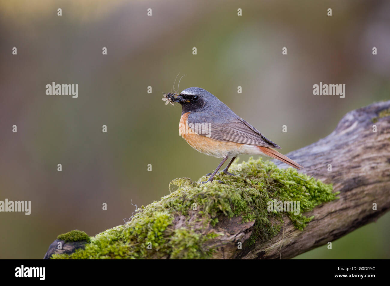 Redstart; Phoenicurus phoenicurus Single Male with Insect Devon; UK ...