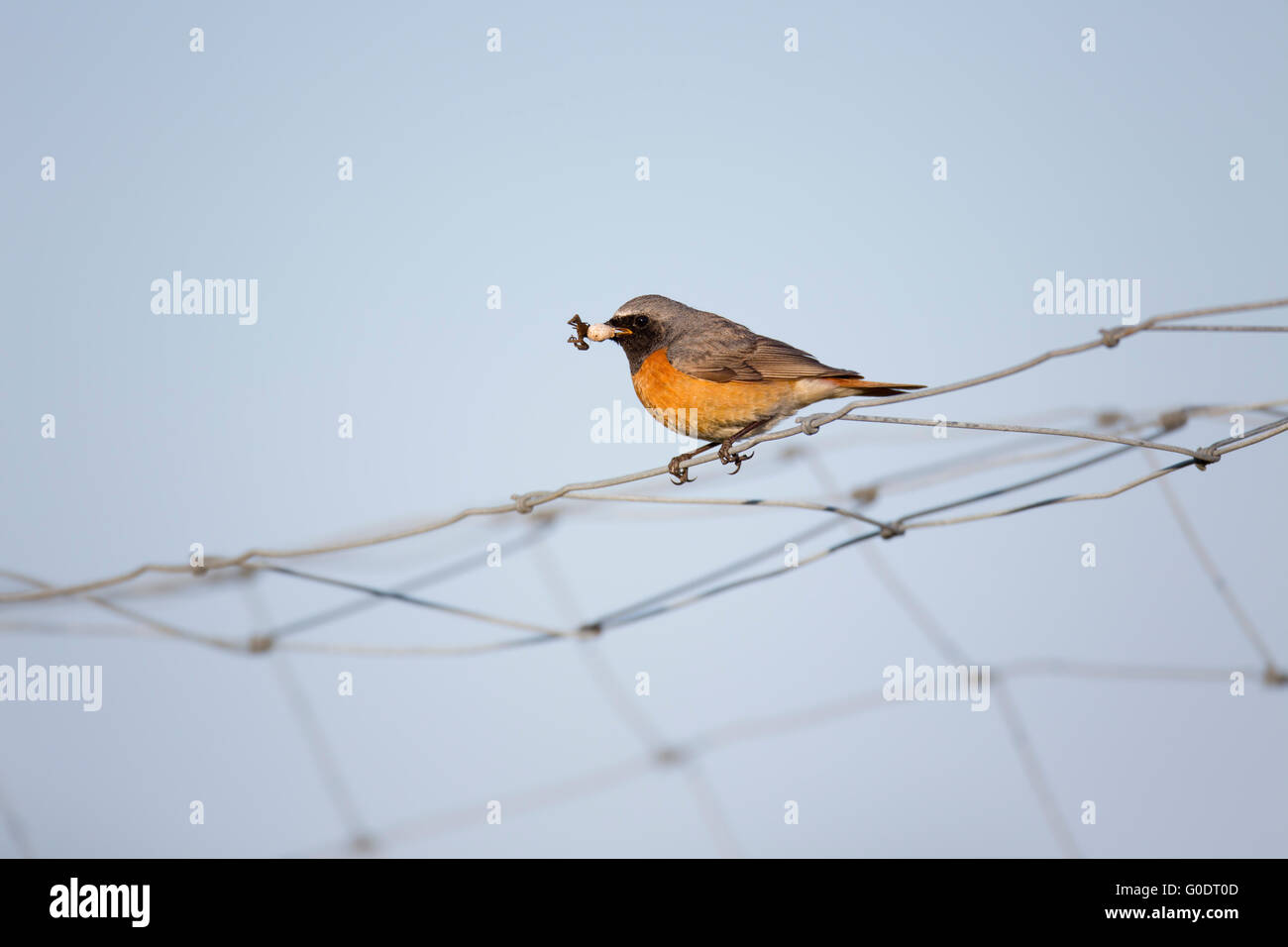 Redstart; Phoenicurus phoenicurus Single Male with Insect Devon; UK ...