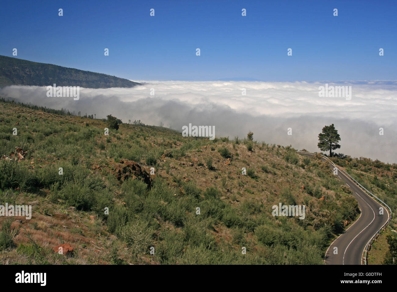lonely tree in front of fog Stock Photo - Alamy