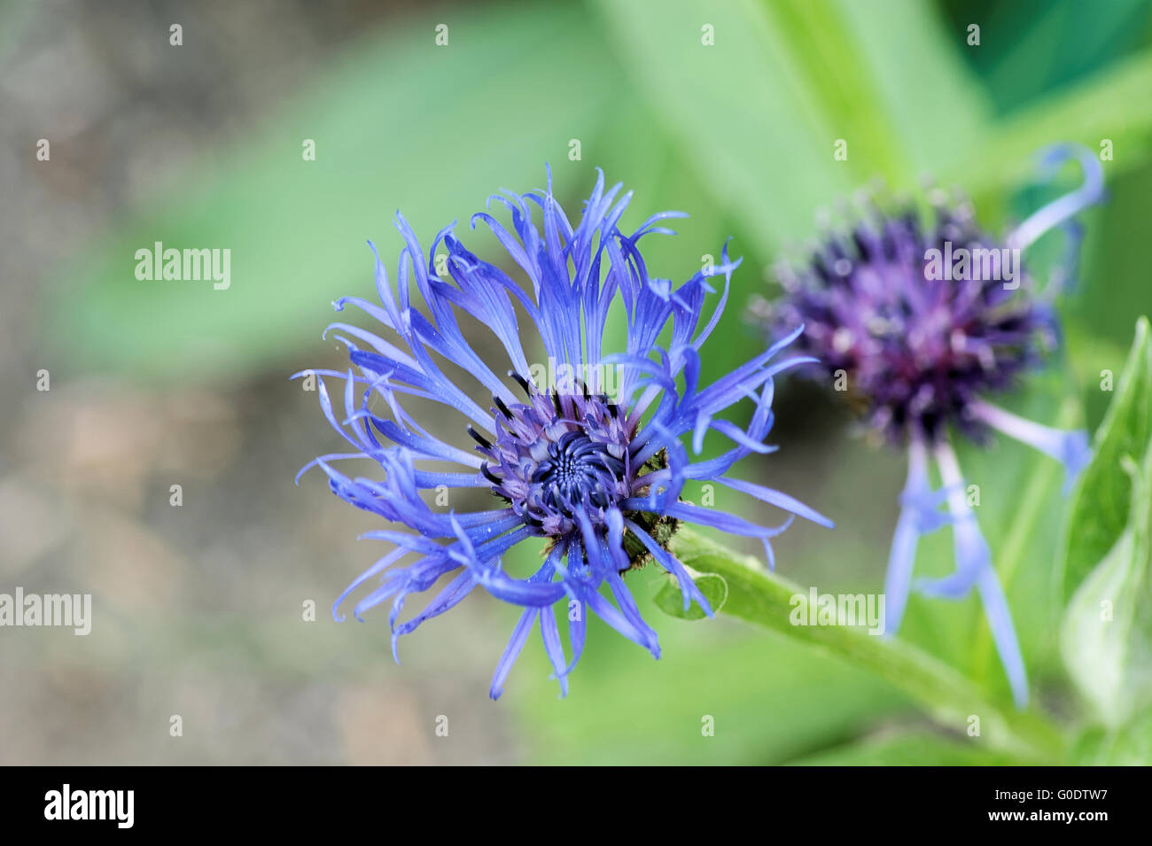 Blue bottle, Cornflower Stock Photo Alamy