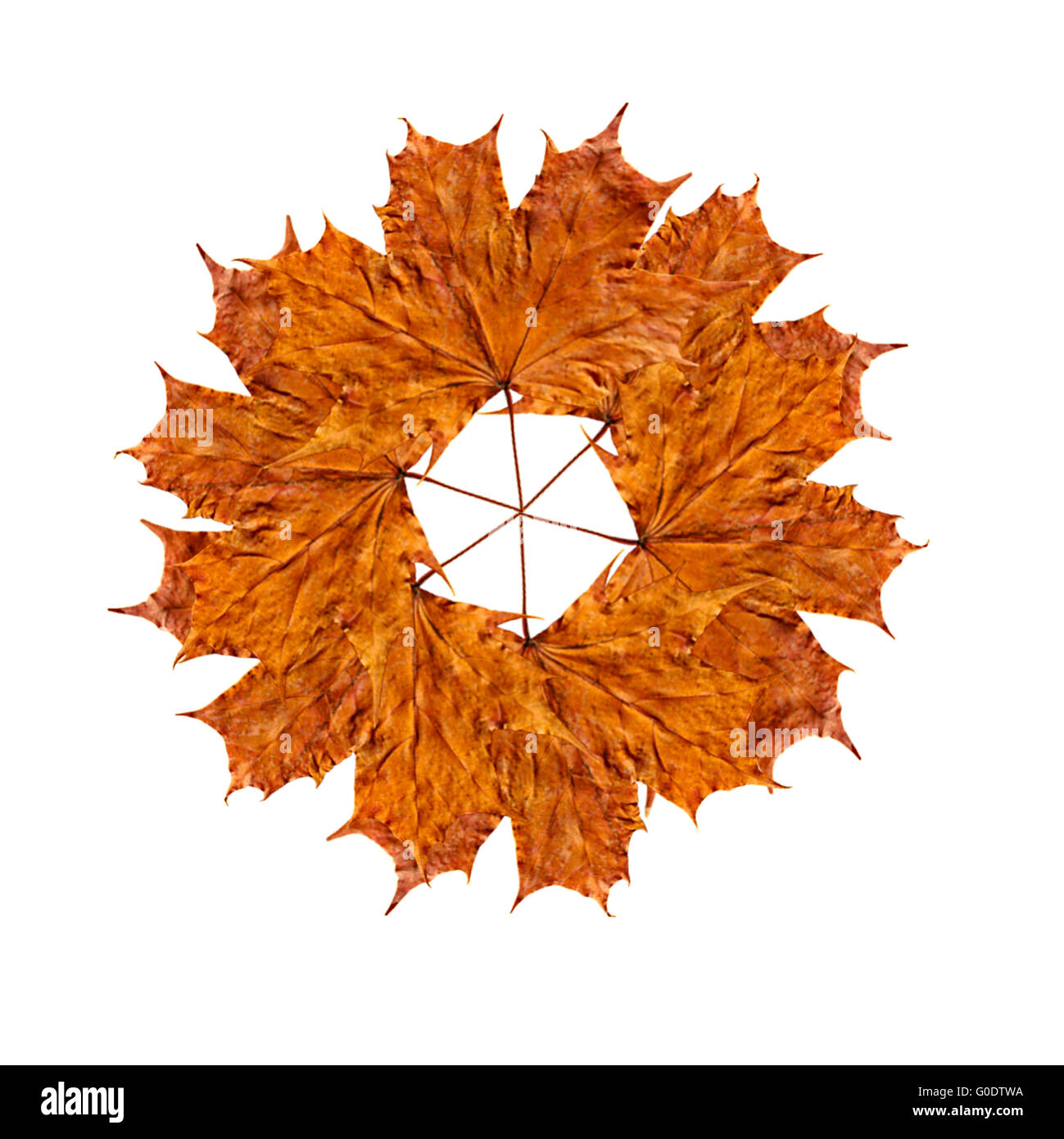 beautiful autumn yellow leaves isolated on the whi Stock Photo